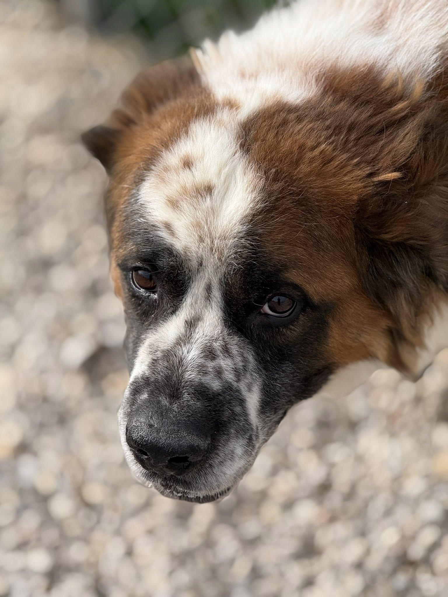 Enlarge Brutus, a ADOPTABLE mixed breed in Rawlins, WY image 1/5