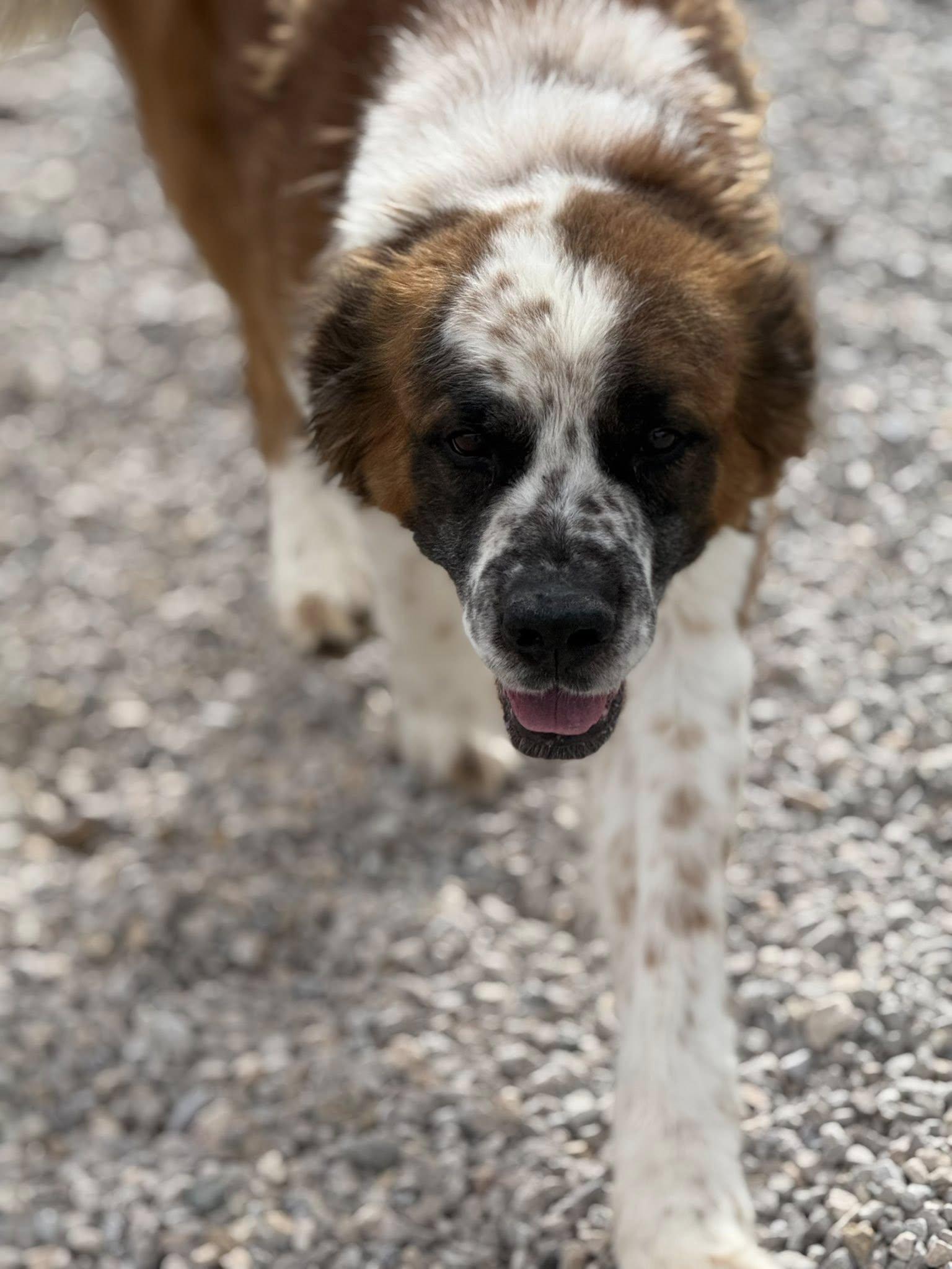 Enlarge Brutus, a ADOPTABLE mixed breed in Rawlins, WY image 5/5