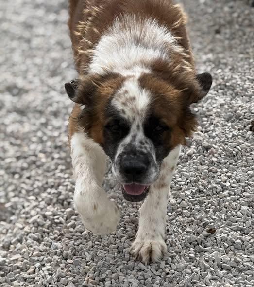 Enlarge Brutus, a ADOPTABLE mixed breed in Rawlins, WY image 2/5