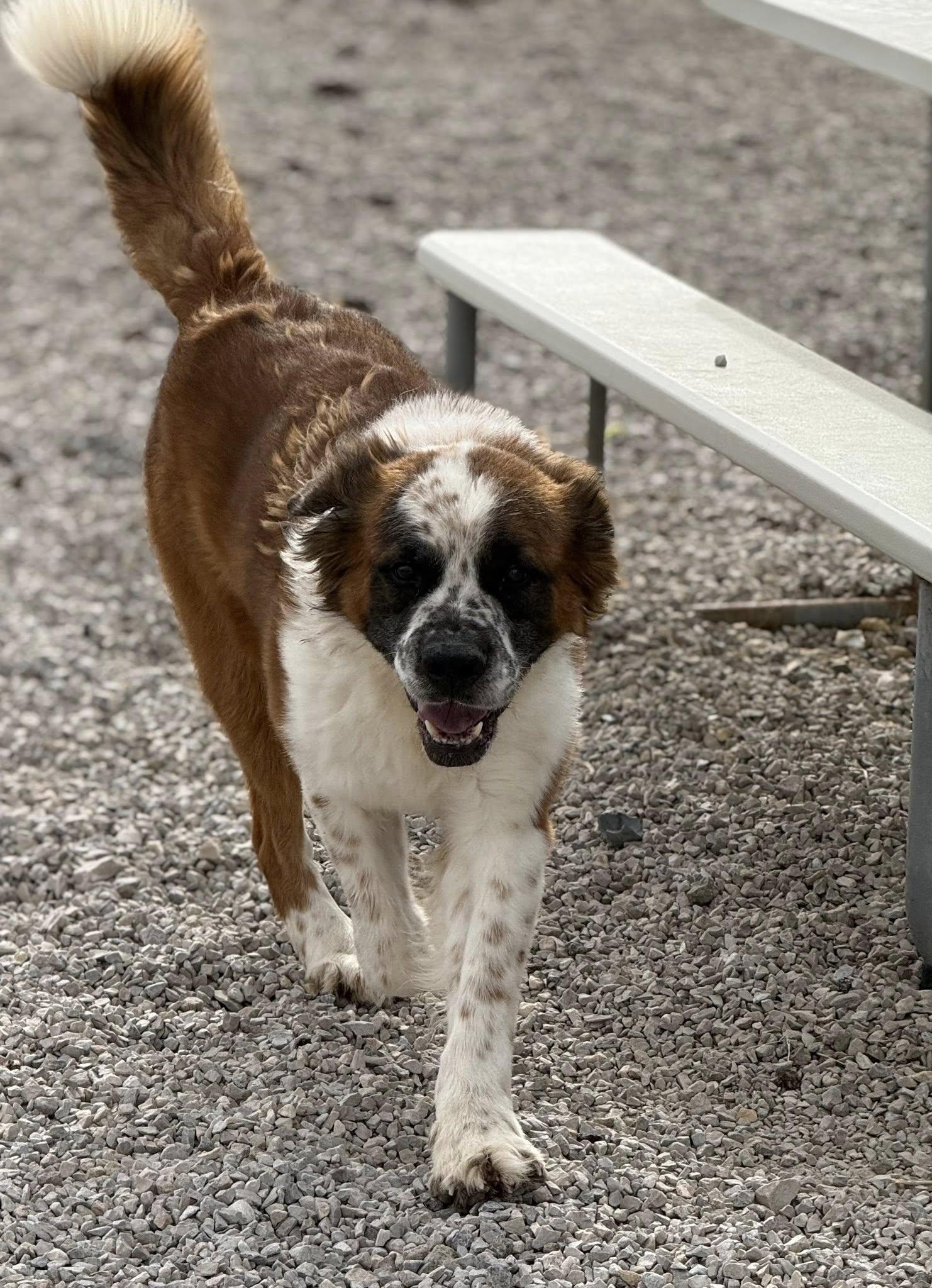 Enlarge Brutus, a ADOPTABLE mixed breed in Rawlins, WY image 4/5
