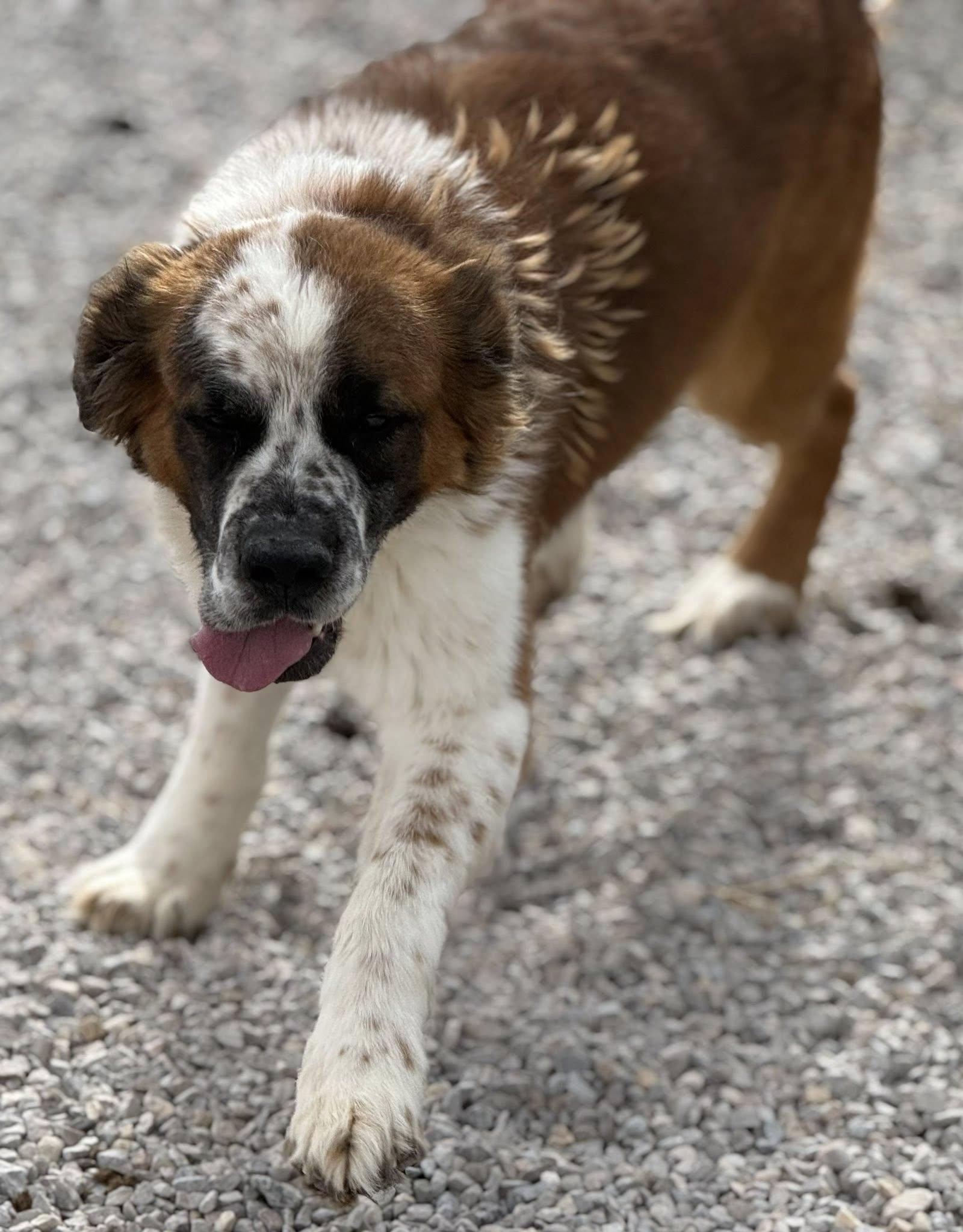 Enlarge Brutus, a ADOPTABLE mixed breed in Rawlins, WY image 3/5