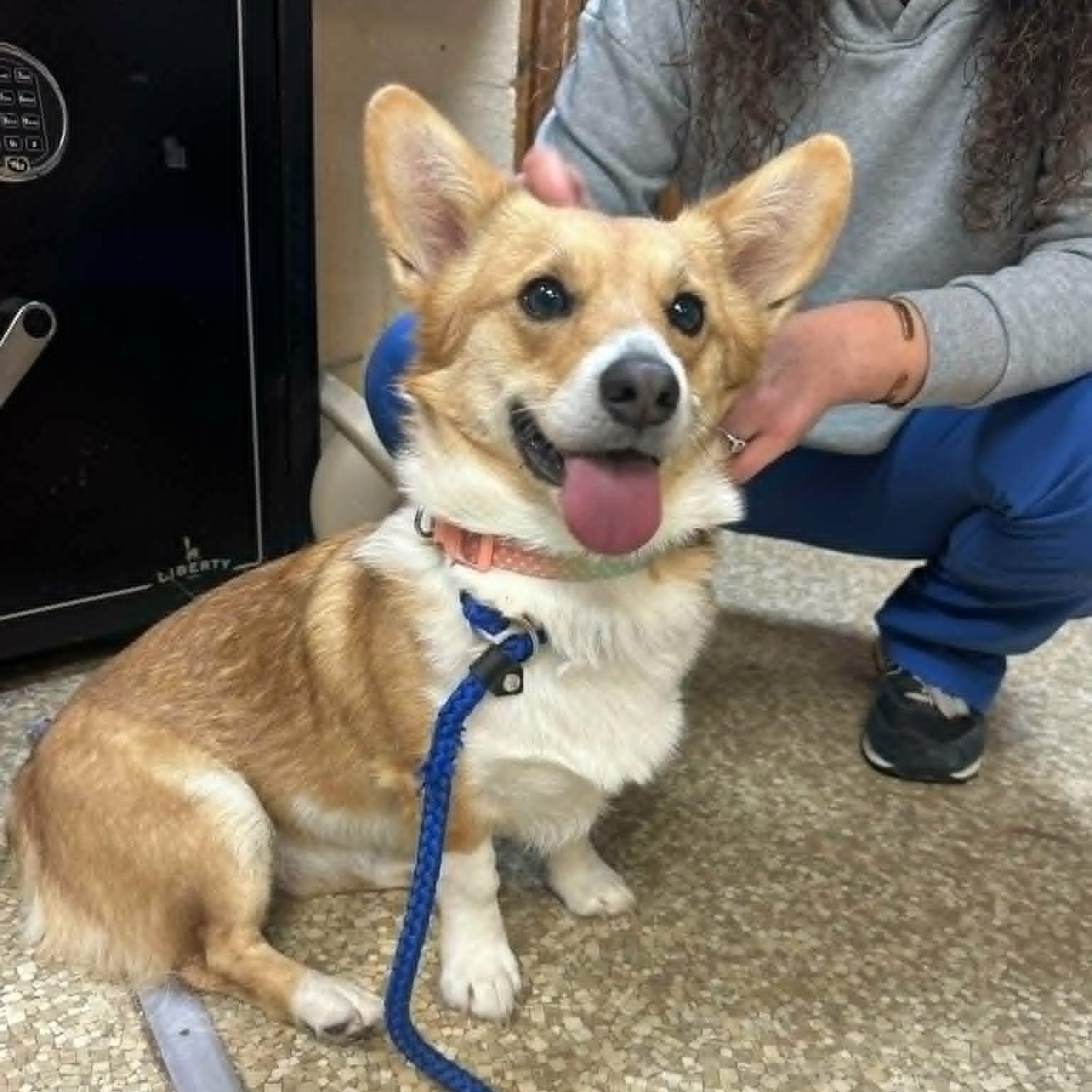 Lily, adoptable, Young Female Corgi.