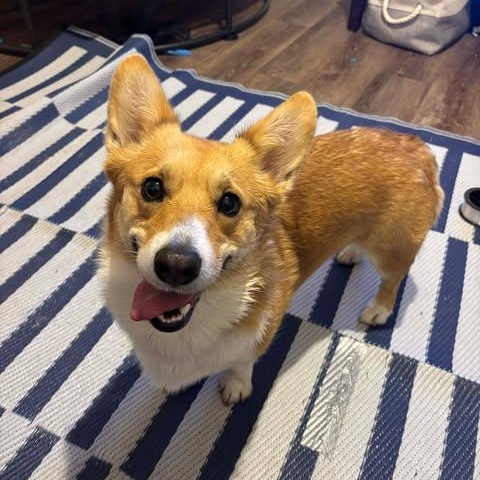 Enlarge Lily, an adoptable Corgi in Danbury, CT image 2/2
