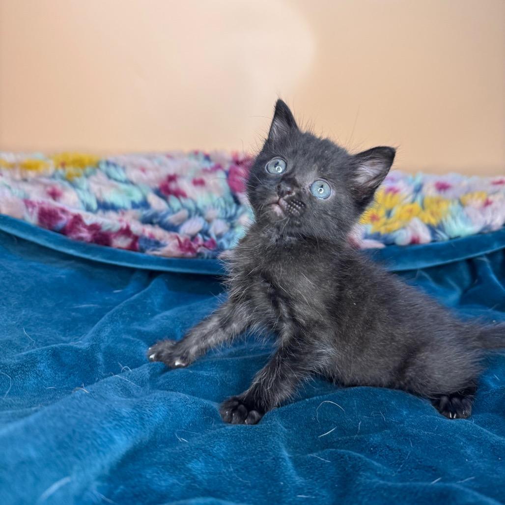 Roger, Adoptable, Kitten Male Domestic Short Hair.