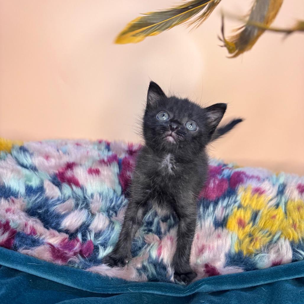 Roger, a Adoptable Domestic Short Hair in San Antonio, TX image 2/6