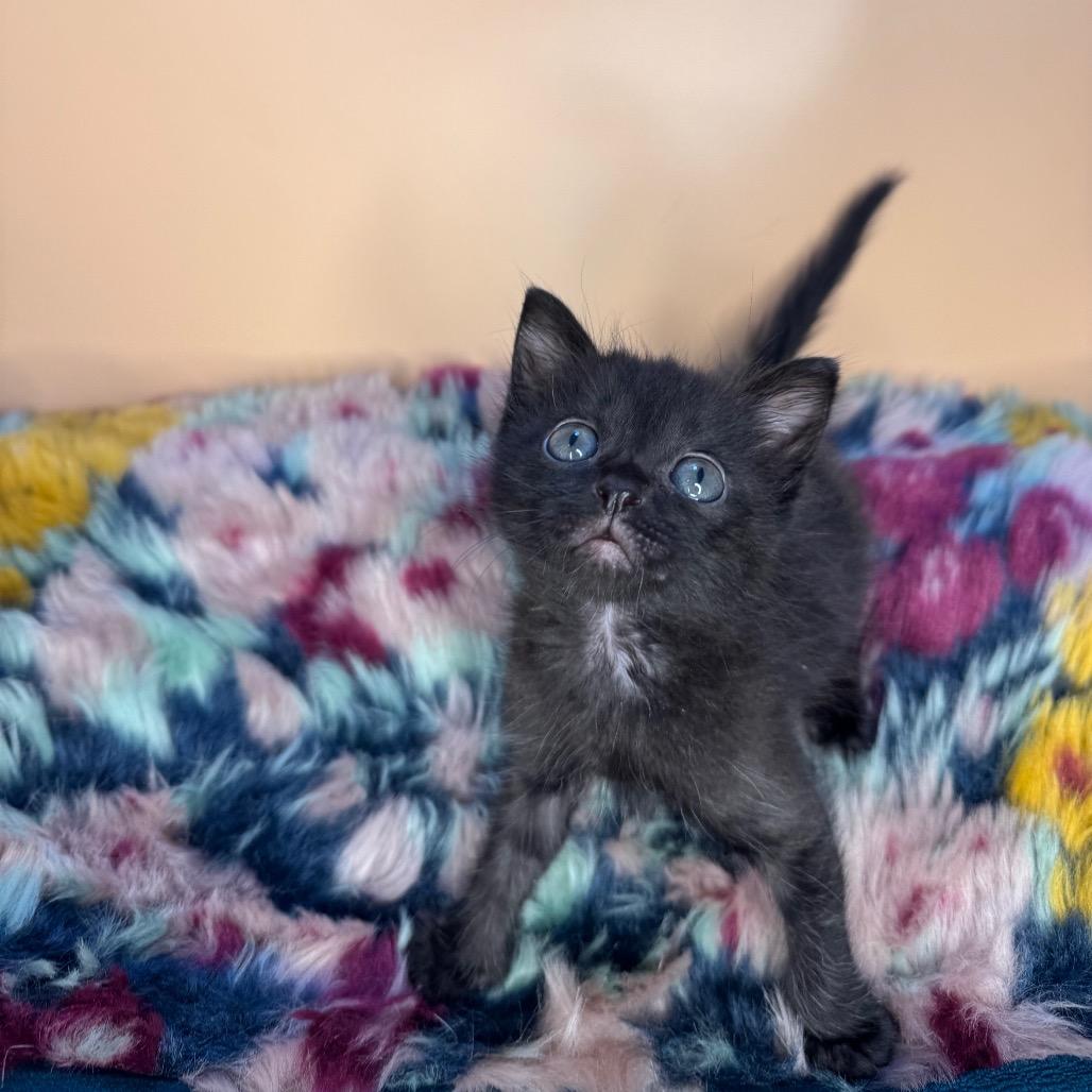 Roger, a Adoptable Domestic Short Hair in San Antonio, TX image 3/6