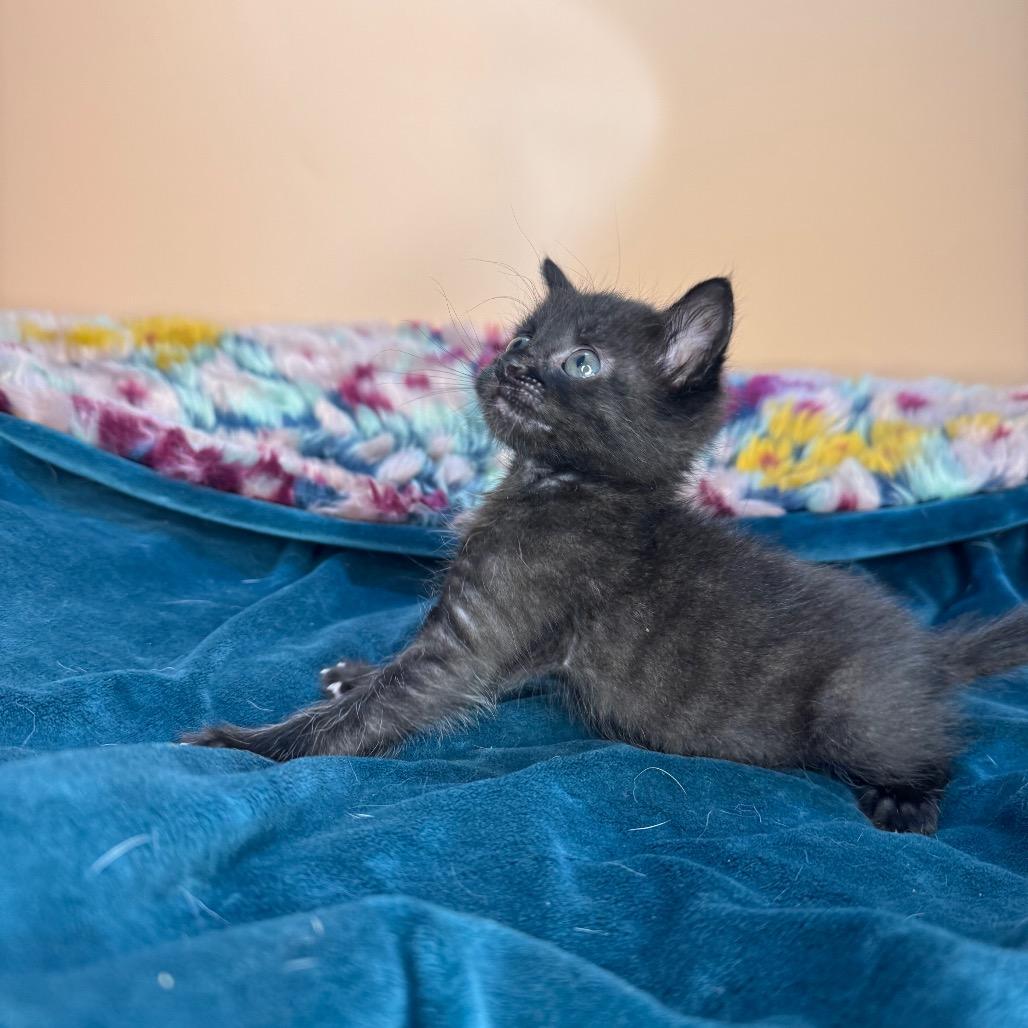 Roger, a Adoptable Domestic Short Hair in San Antonio, TX image 4/6