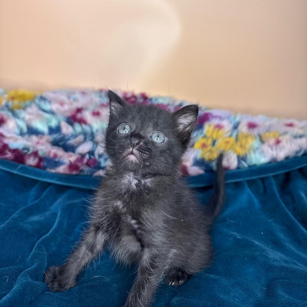 Roger, a Adoptable Domestic Short Hair in San Antonio, TX image 5/6