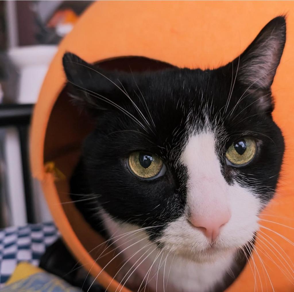 Gitty (meet me in the cat lounge!), Adoptable, Adult Male Domestic Short Hair.