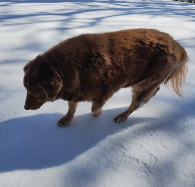 Enlarge Callie, a Adoptable Australian Shepherd in Arlington, TX image 1/6