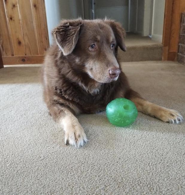 Callie, Adoptable, Senior Female Australian Shepherd.