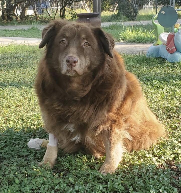 Enlarge Callie, a Adoptable Australian Shepherd in Arlington, TX image 2/6