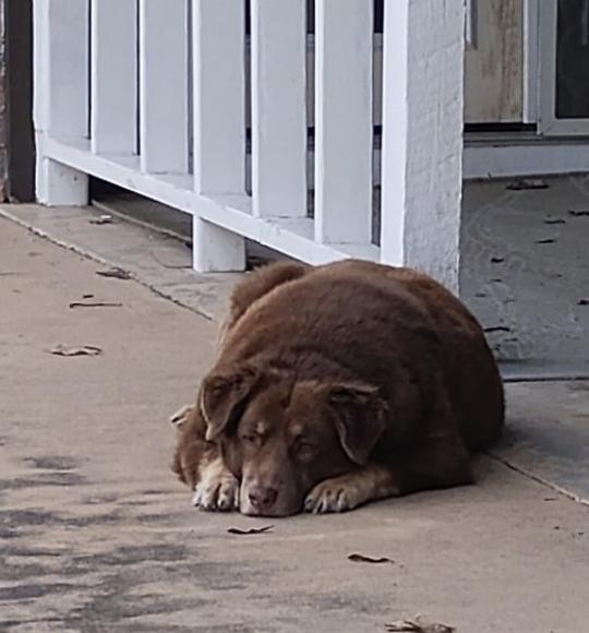 Enlarge Callie, a Adoptable Australian Shepherd in Arlington, TX image 3/6