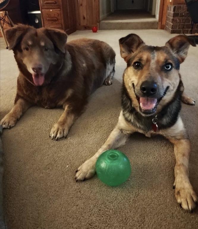 Enlarge Callie, a Adoptable Australian Shepherd in Arlington, TX image 6/6