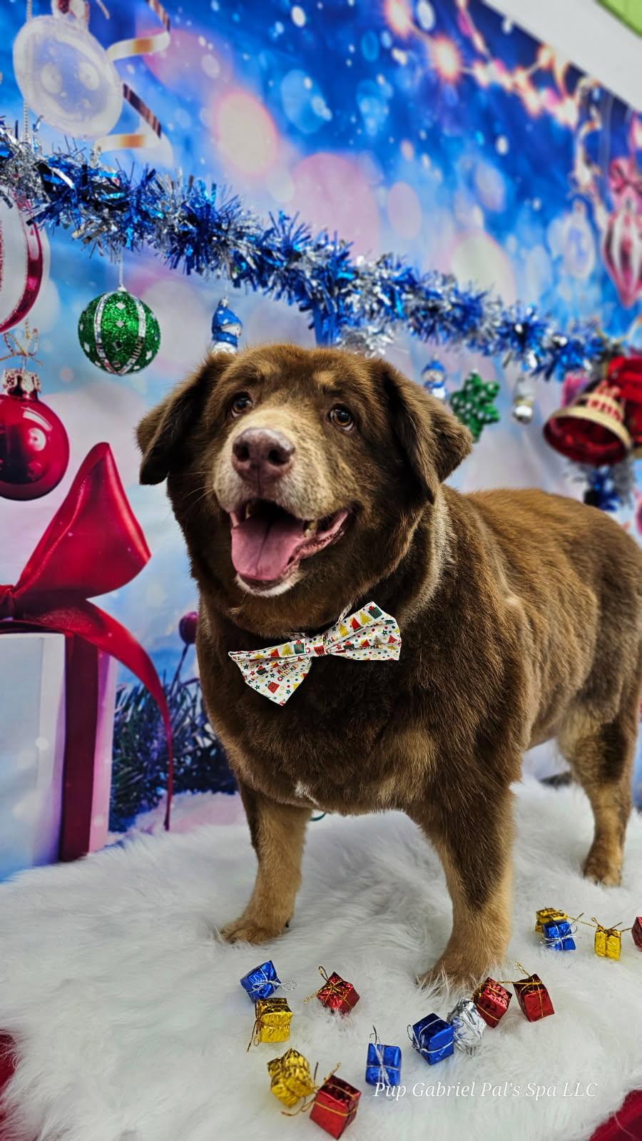 Enlarge Callie, a Adoptable Australian Shepherd in Arlington, TX image 6/6