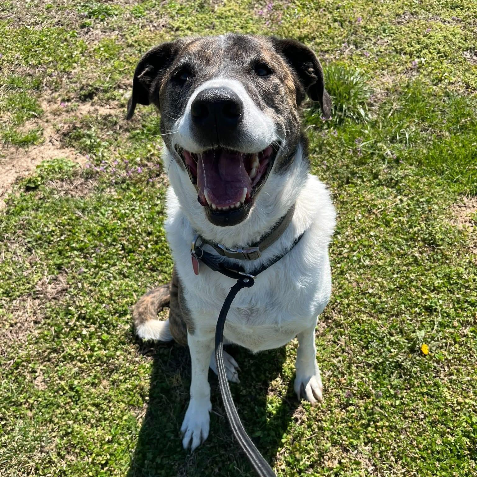 Enlarge Hagrid, an adoptable mixed breed in Centerton, AR image 1/2