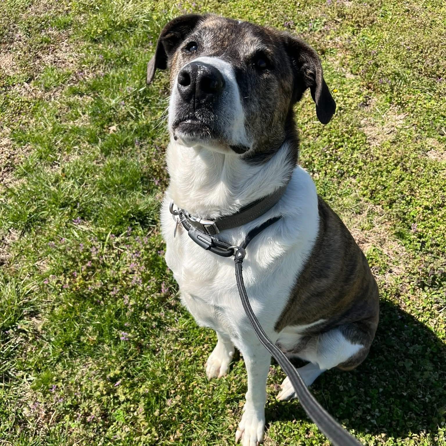 Enlarge Hagrid, an adoptable mixed breed in Centerton, AR image 2/2