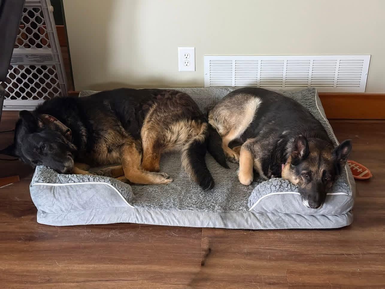 Enlarge Axl & Sue, a ADOPTABLE mixed breed in Grand Island, NE image 4/6