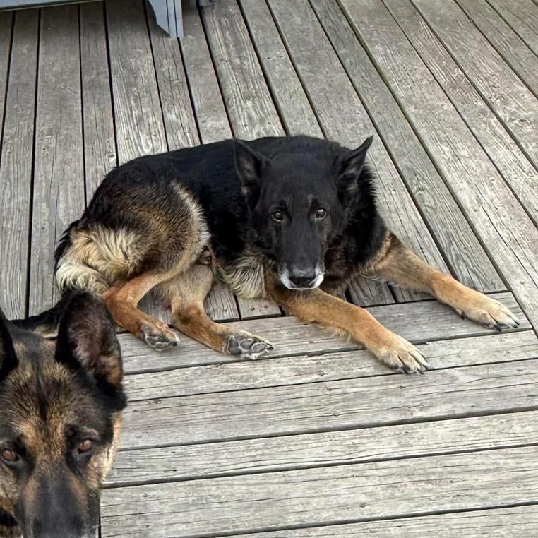 Axl & Sue, a ADOPTABLE mixed breed in Grand Island, NE image 1/4