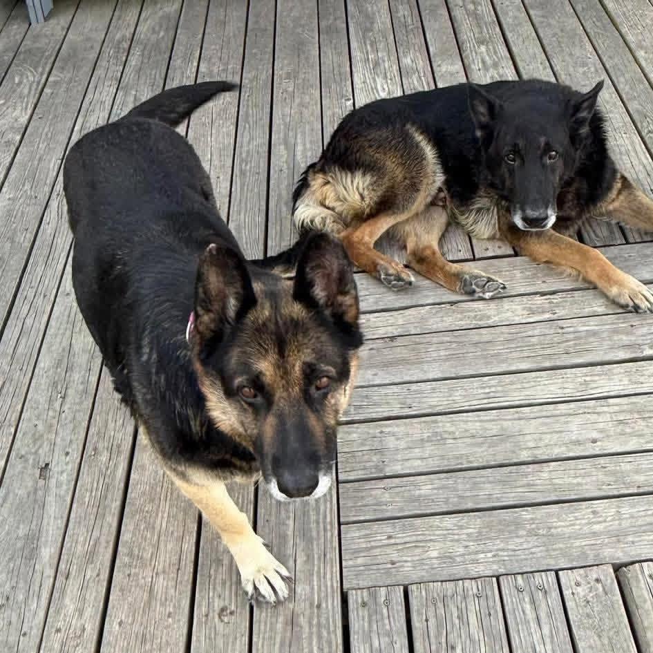 Axl & Sue, ADOPTABLE, Adult Male Shepherd.