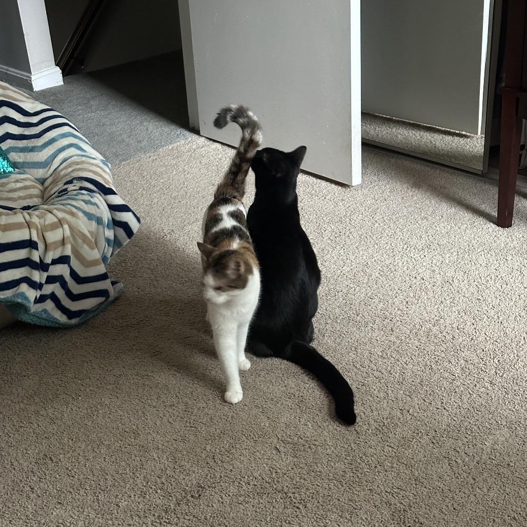 Hetty, Adoptable, Adult Female Domestic Short Hair.