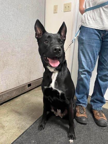 DeeDee, Adoptable, Adult Female German Shepherd Dog & Mixed Breed.