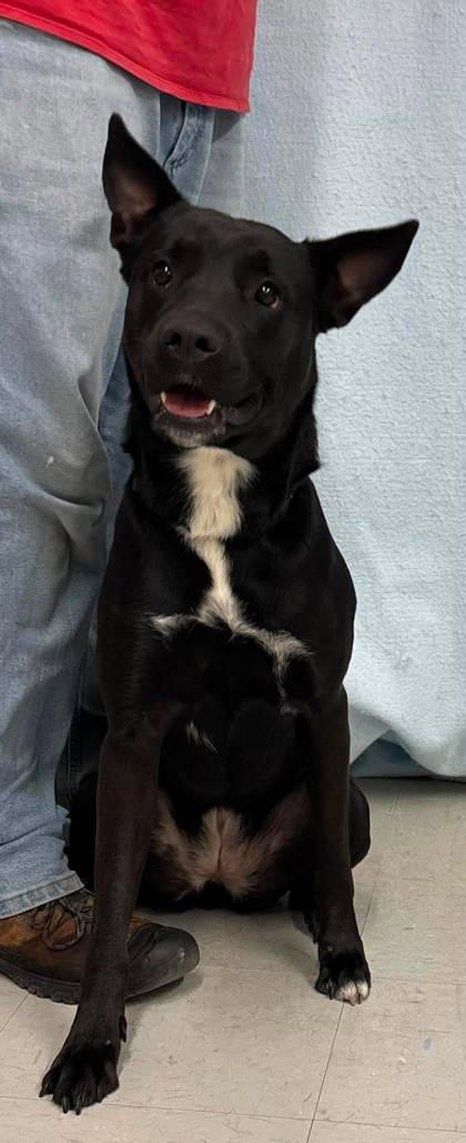 DeeDee, a Adoptable mixed breed in McCook, NE image 2/3