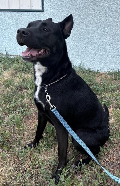 DeeDee, a Adoptable mixed breed in McCook, NE image 3/3