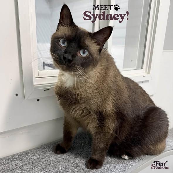 SYDNEY, a ADOPTABLE Siamese in Madison, WI image 2/4