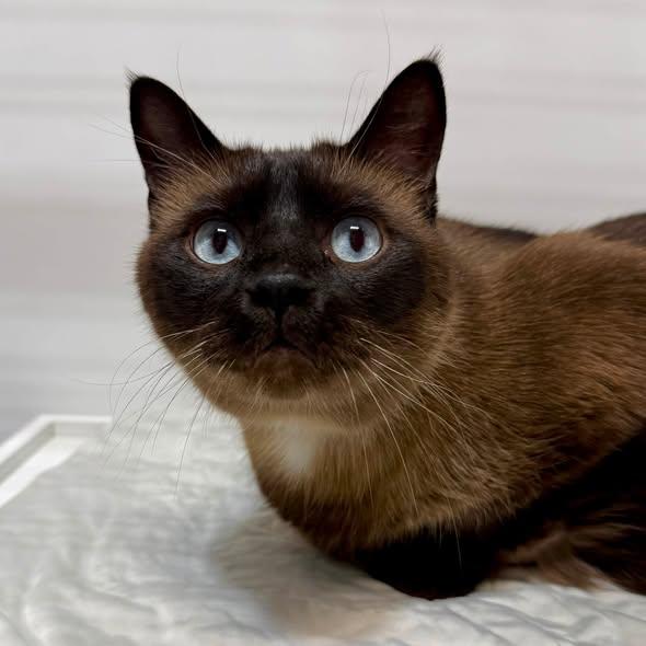 SYDNEY, a ADOPTABLE Siamese in Madison, WI image 3/4