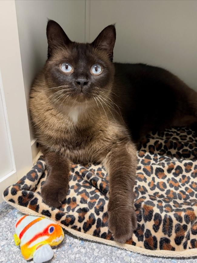 SYDNEY, a ADOPTABLE Siamese in Madison, WI image 1/4