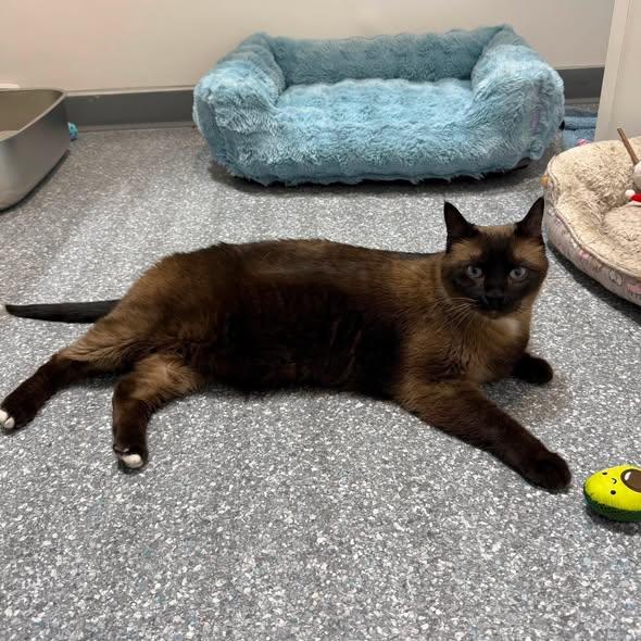 SYDNEY, a ADOPTABLE Siamese in Madison, WI image 4/4
