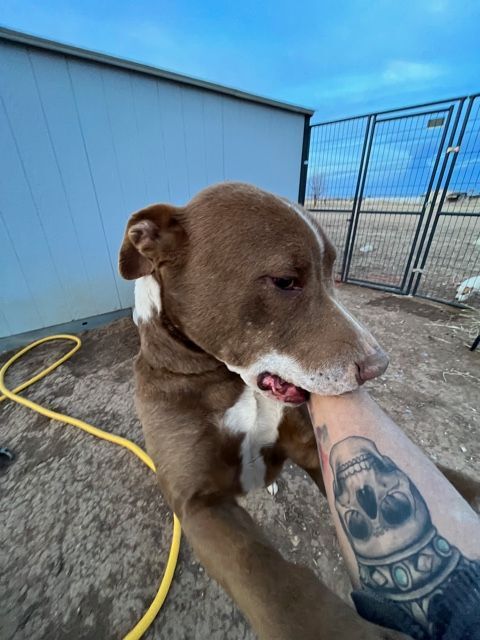 Buddy boy , a Adoptable Pit Bull Terrier in Eagle, ID image 1/10