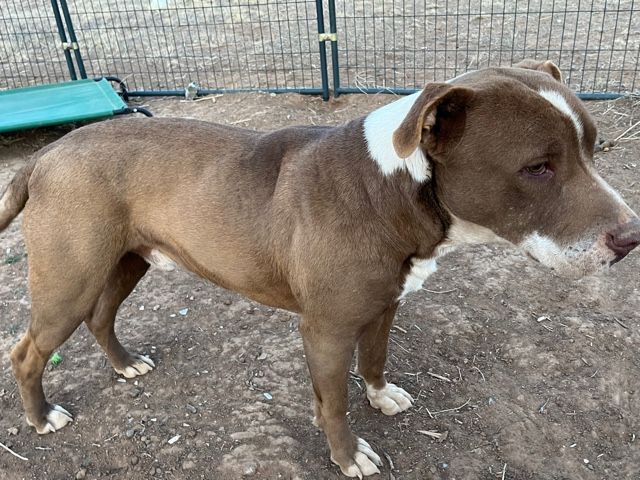 Buddy boy , a Adoptable Pit Bull Terrier in Eagle, ID image 2/10