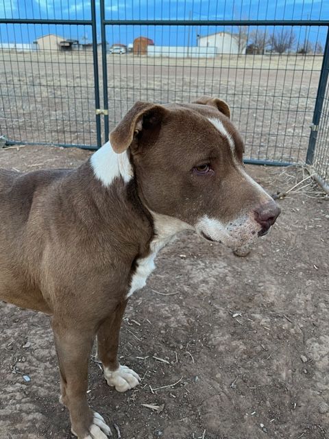 Buddy boy , a Adoptable Pit Bull Terrier in Eagle, ID image 3/10