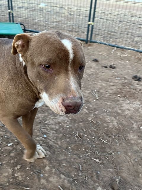 Buddy boy , a Adoptable Pit Bull Terrier in Eagle, ID image 4/10