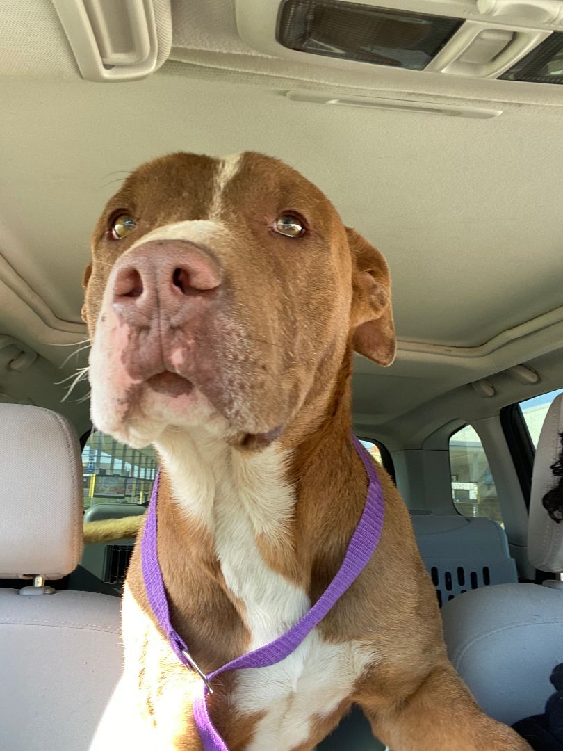 Buddy boy , a Adoptable Pit Bull Terrier in Eagle, ID image 5/10