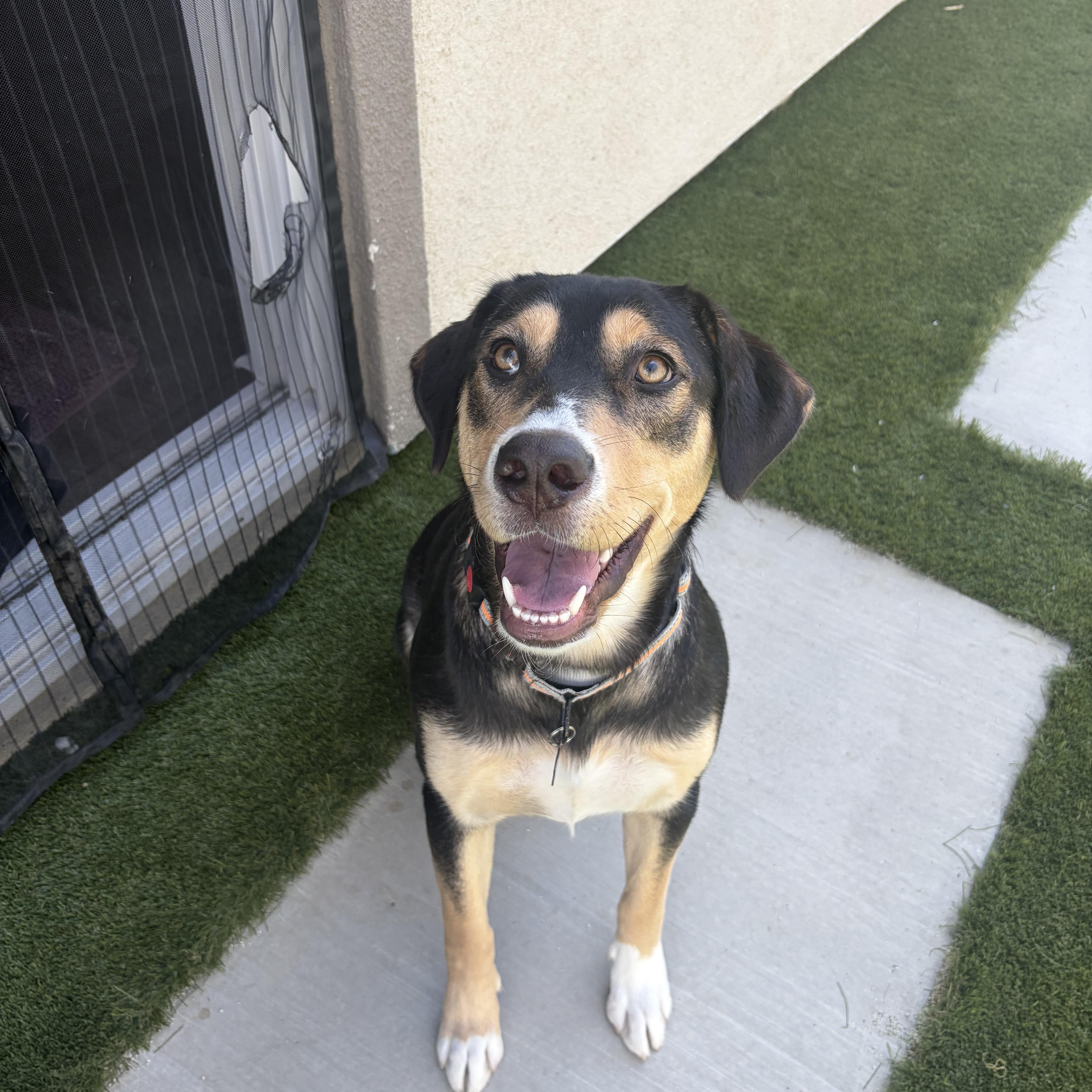 Enlarge Violet Beauregarde, a ADOPTABLE mixed breed in Murrieta, CA image 4/5