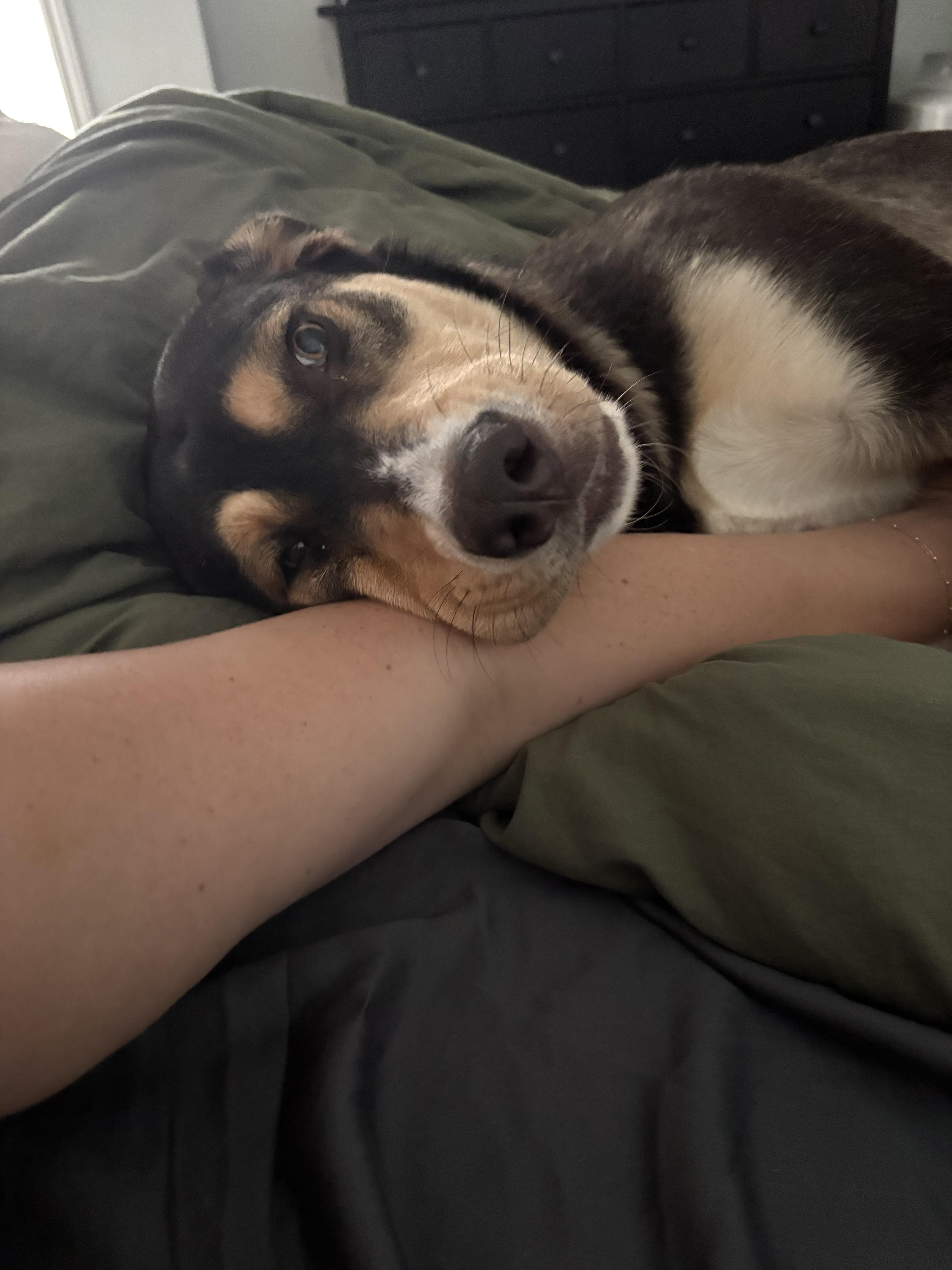 Violet Beauregarde, a ADOPTABLE mixed breed in Murrieta, CA image 5/5