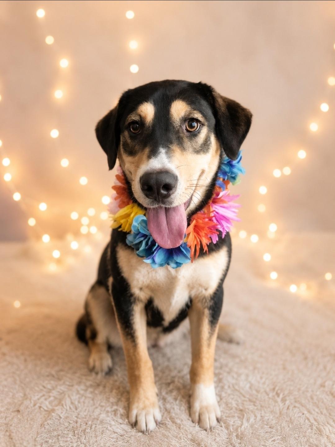 Violet Beauregarde, a ADOPTABLE mixed breed in Murrieta, CA image 2/5