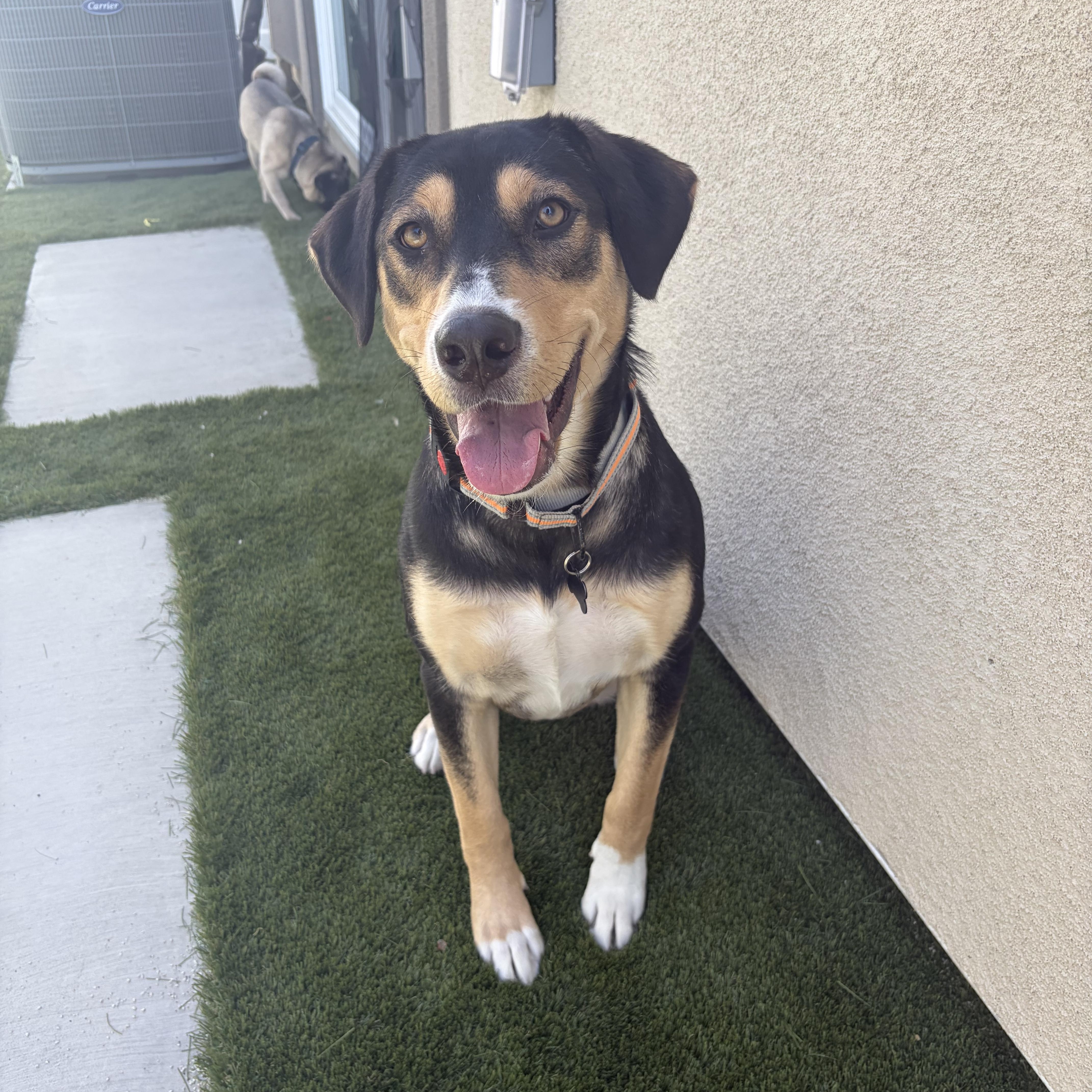 Enlarge Violet Beauregarde, a ADOPTABLE mixed breed in Murrieta, CA image 1/5