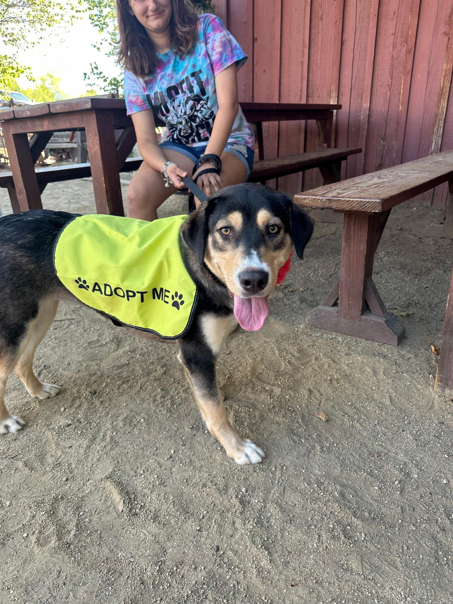 Violet Beauregarde, a ADOPTABLE mixed breed in Murrieta, CA image 4/5