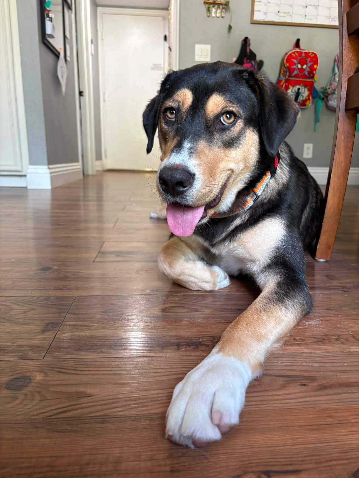 Violet Beauregarde, a ADOPTABLE mixed breed in Murrieta, CA image 1/5