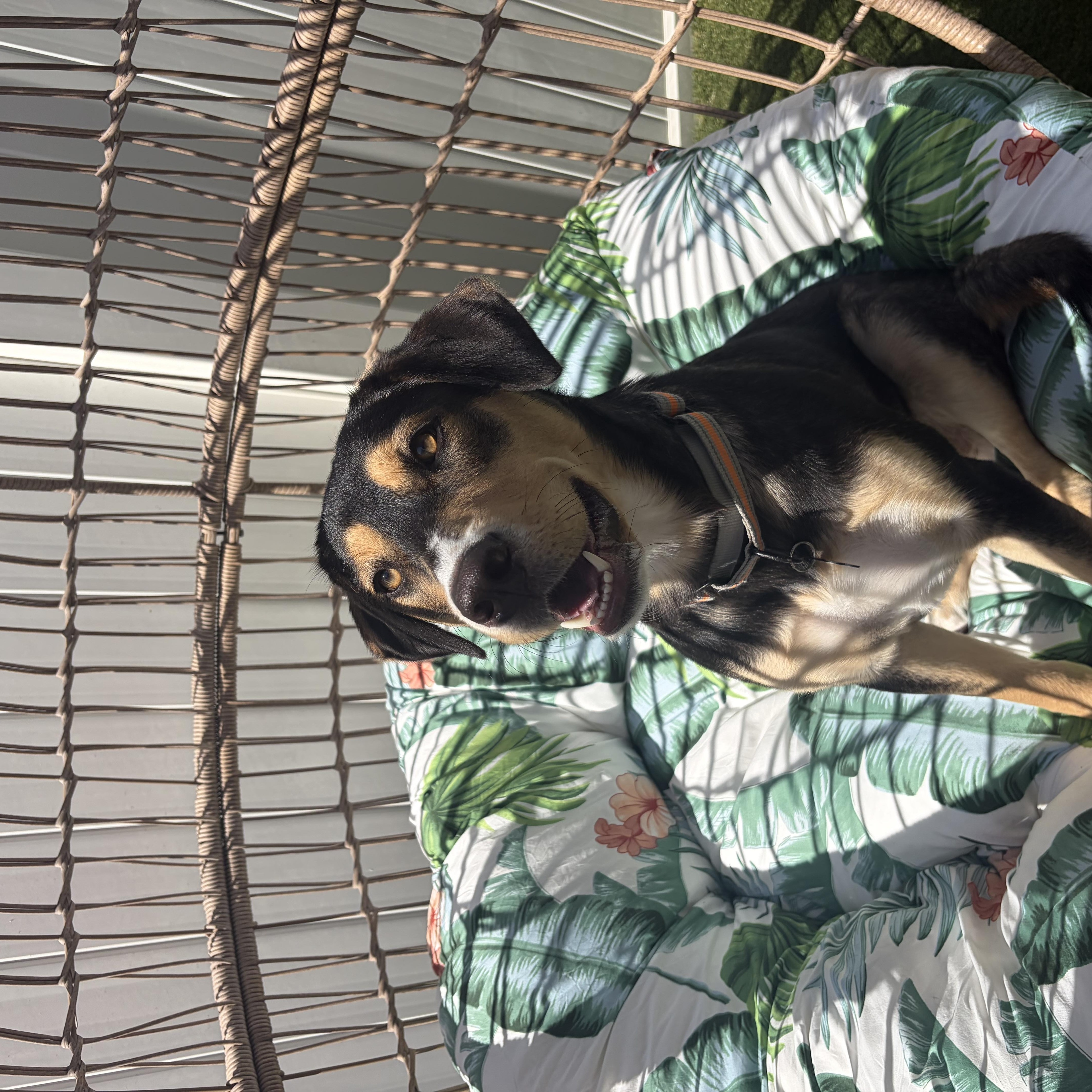 Enlarge Violet Beauregarde, a ADOPTABLE mixed breed in Murrieta, CA image 5/5