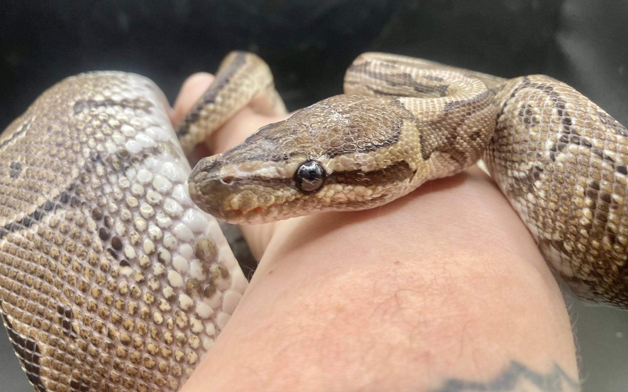 Pluto, Adoptable, Adult Male Ball Python.