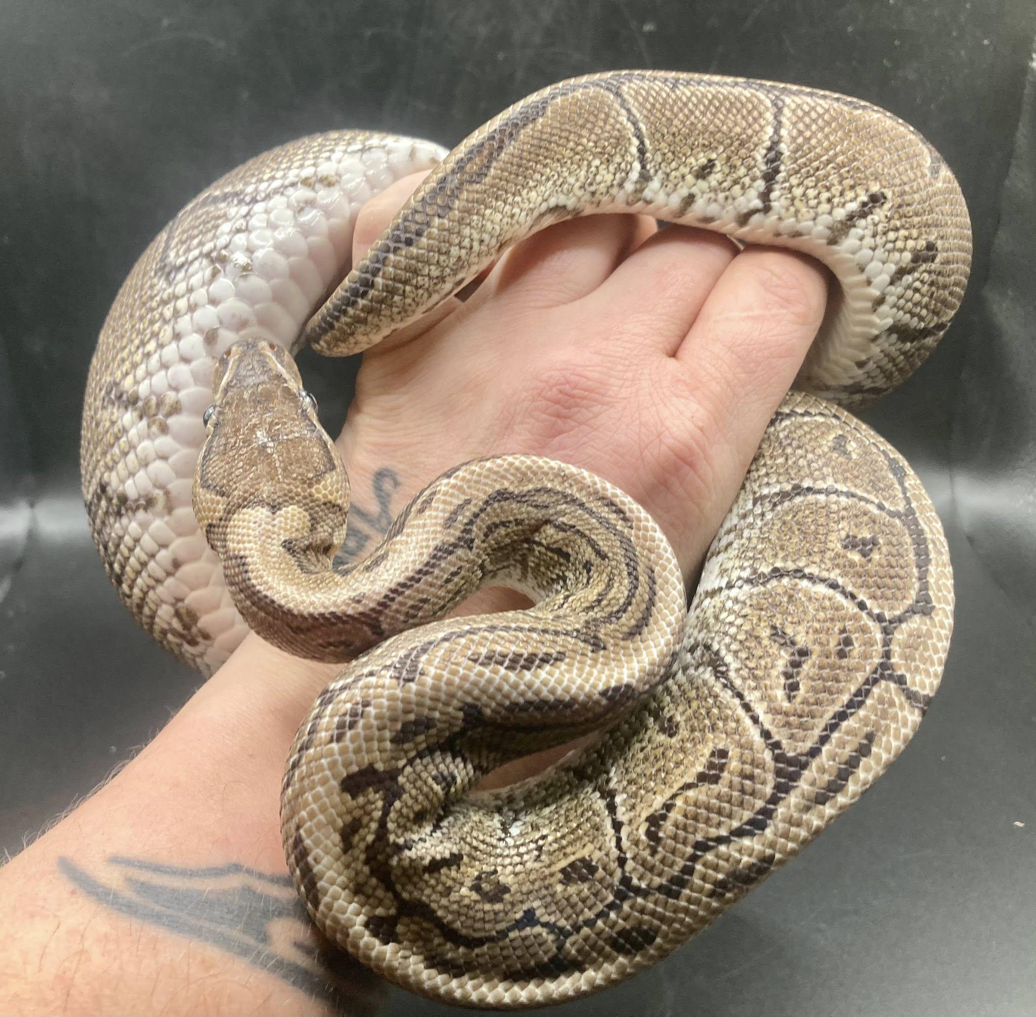 Enlarge Pluto, a Adoptable Ball Python in Palmerton, PA image 2/3