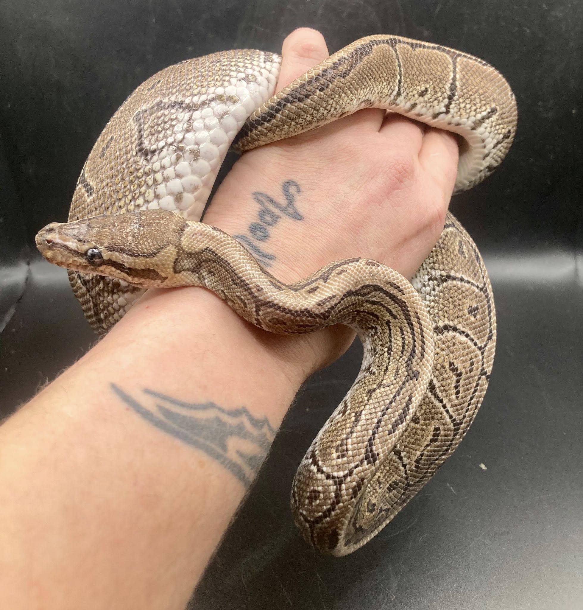 Enlarge Pluto, a Adoptable Ball Python in Palmerton, PA image 3/3