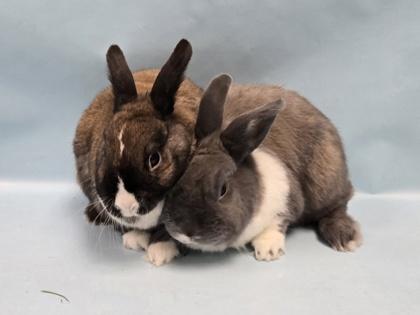 Cinnamon, Adoptable, Adult Male Mini Lop & Bunny Rabbit.