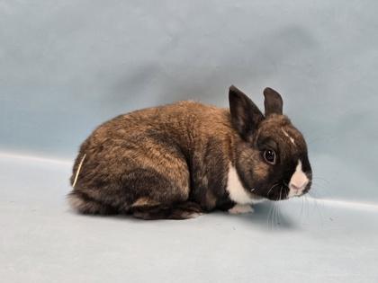 Enlarge Cinnamon, a Adoptable mixed breed in Coon Rapids, MN image 2/2