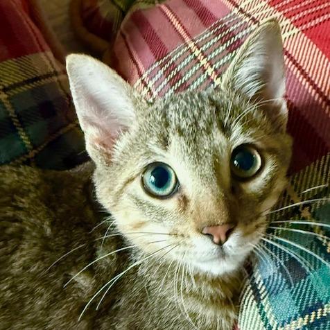 Enlarge Batman, a Adoptable Domestic Short Hair in Houston, TX image 1/6